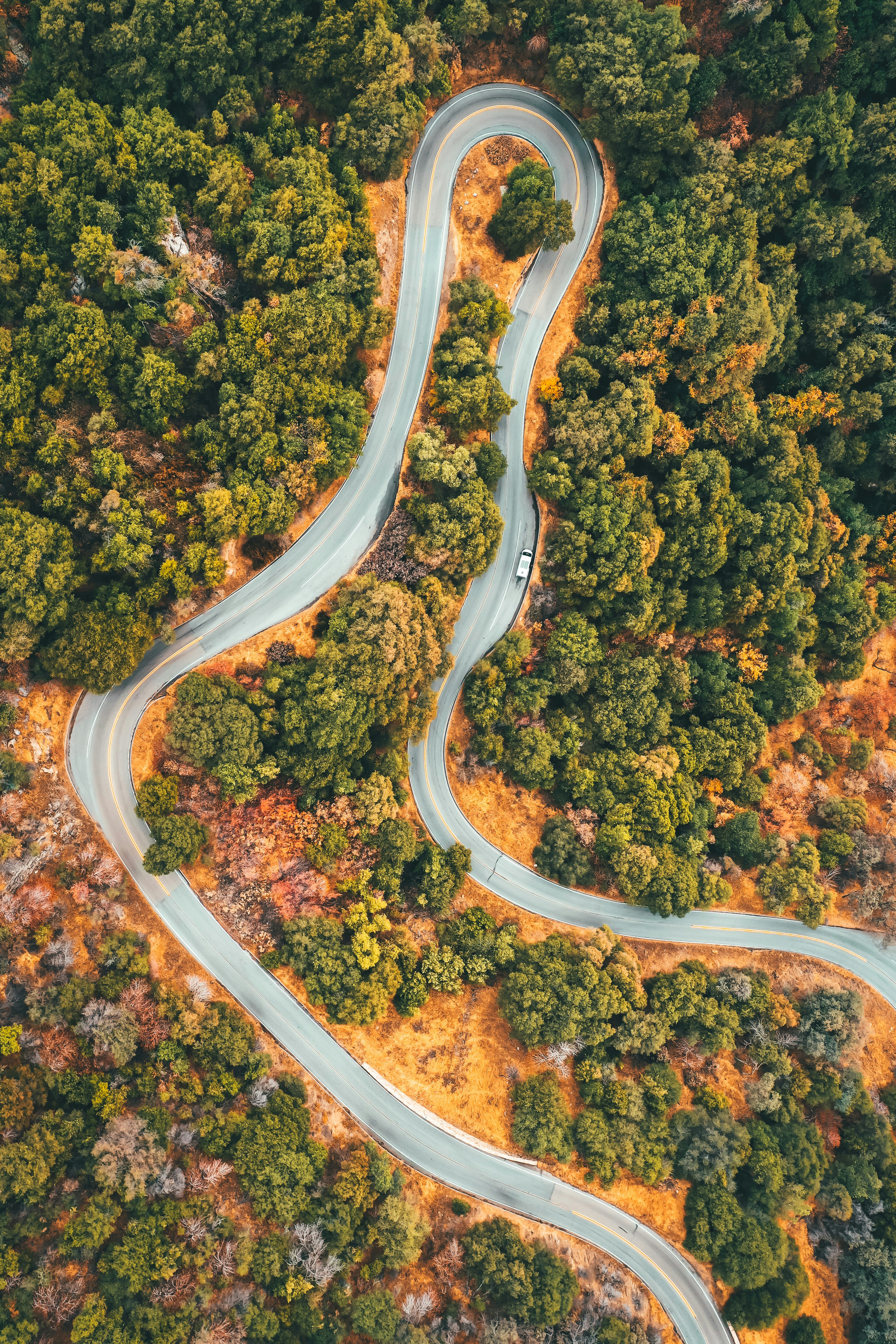 aerial view of green trees